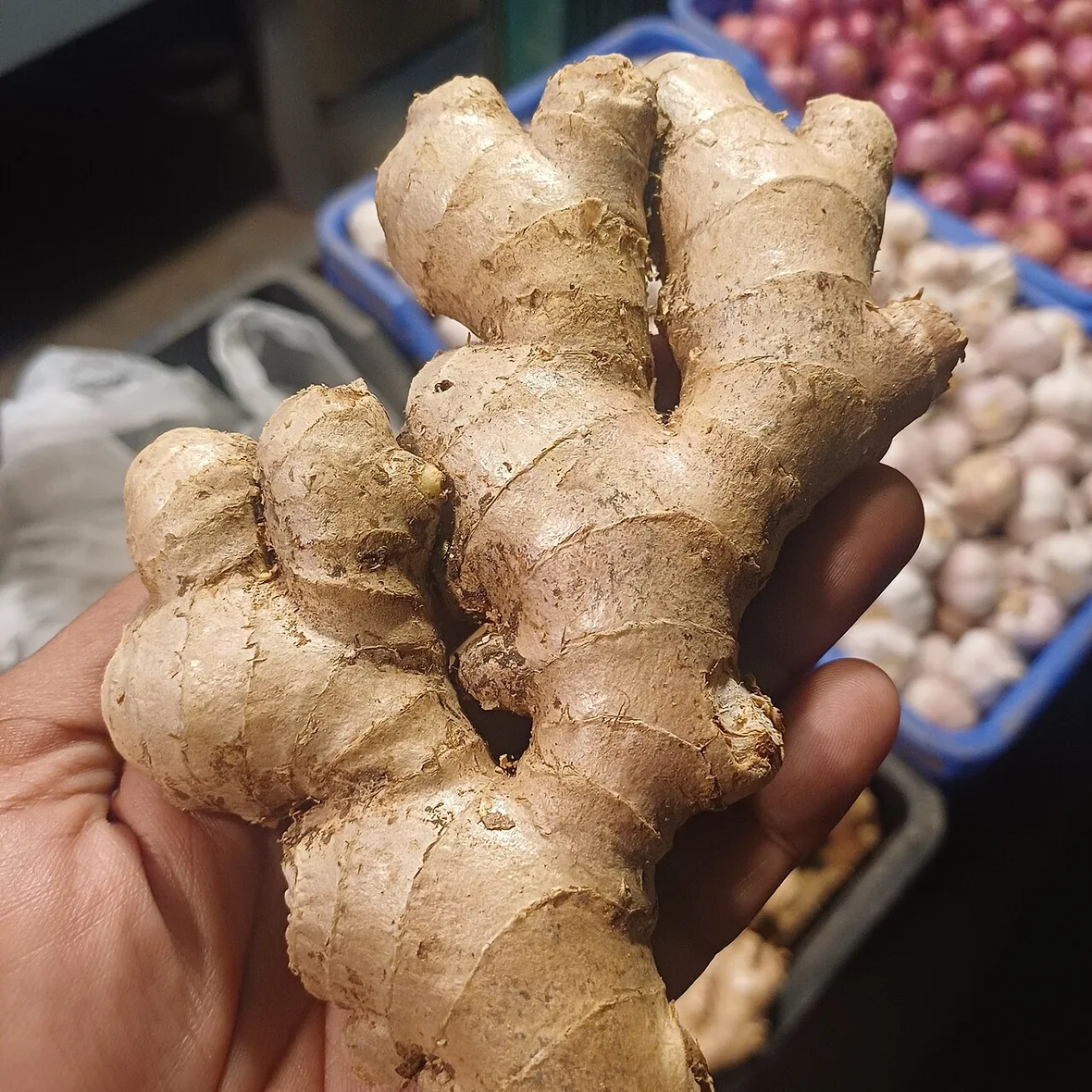 Foto jahe segar sebelum diolah